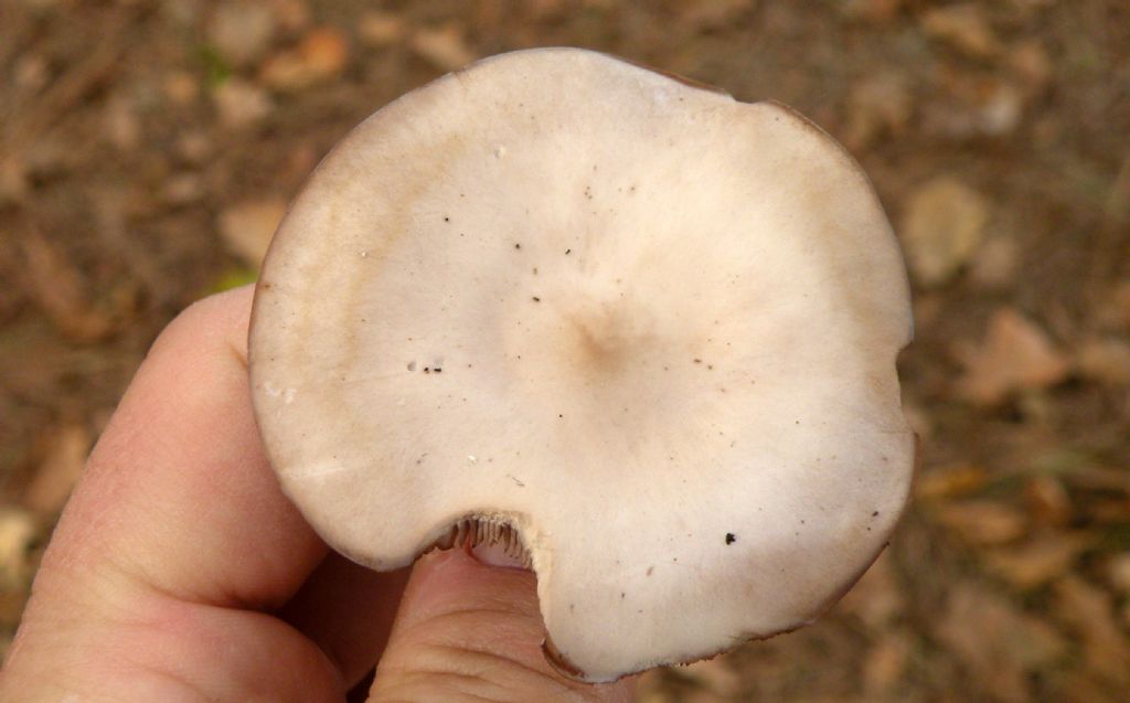 Clitocybe sp in pineta marittima